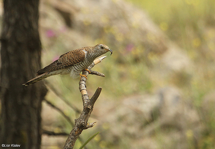     Common Cuckoo Cuculus canorus,Golan,26-04-10              Lior Kislev                        